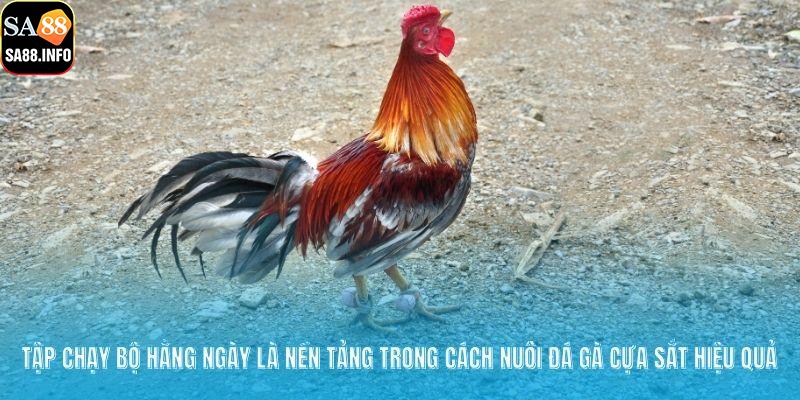 Tập chạy bộ hằng ngày là nền tảng trong cách nuôi đá gà cựa sắt hiệu quả